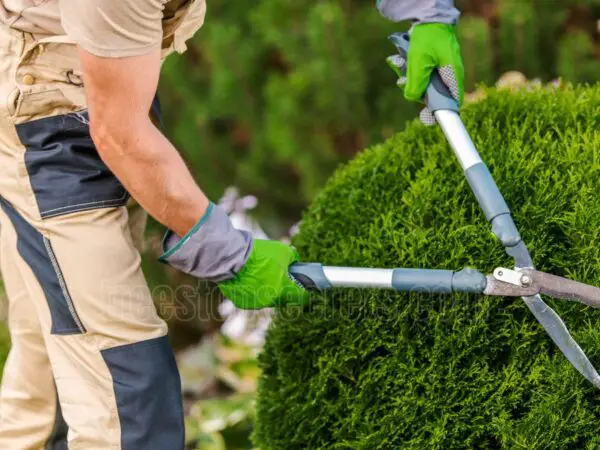 Pruning Bushes in the Fall? Here's What You Should Do Instead!