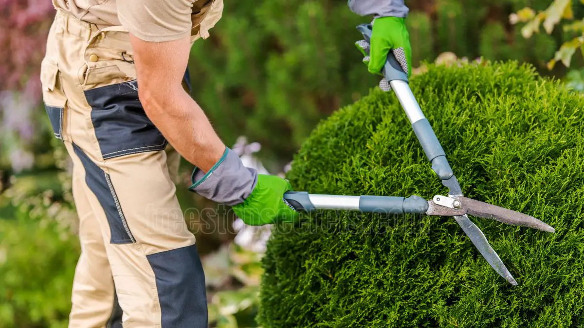 Pruning Bushes in the Fall? Here's What You Should Do Instead!