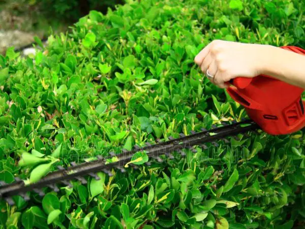 Pruning Shrubs in the Fall: Essential Tips You Must Know!