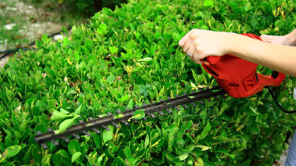 Pruning Shrubs in the Fall: Essential Tips You Must Know!