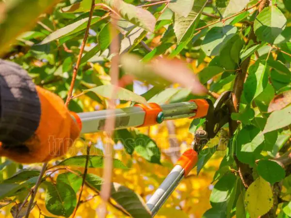 Why You Should Rethink Pruning Trees in Fall: Expert Tips