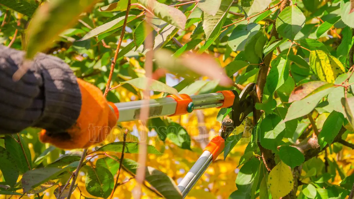 Why You Should Rethink Pruning Trees in Fall: Expert Tips