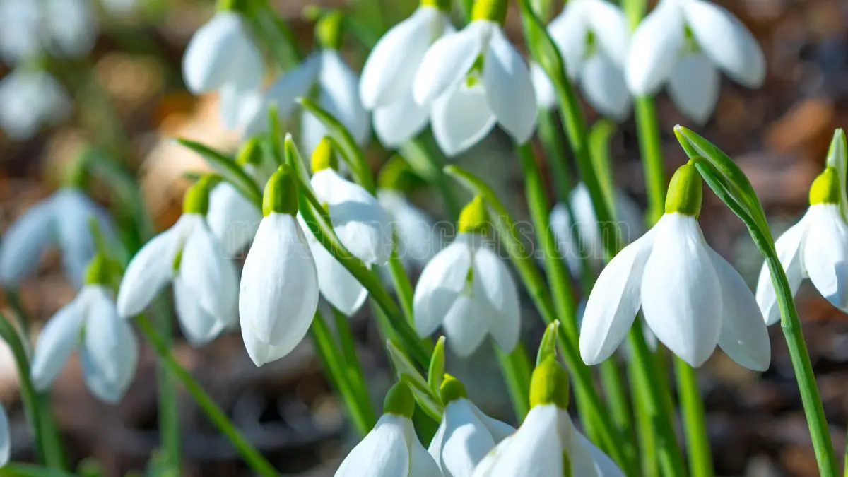 Snowdrops