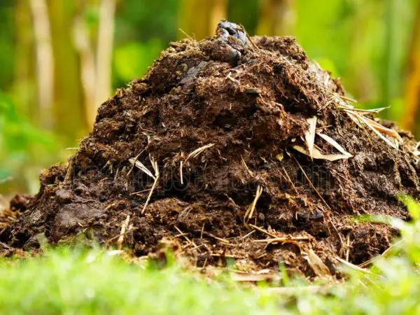 Timberline Cow Manure and Compost: Boost Your Garden Quality!