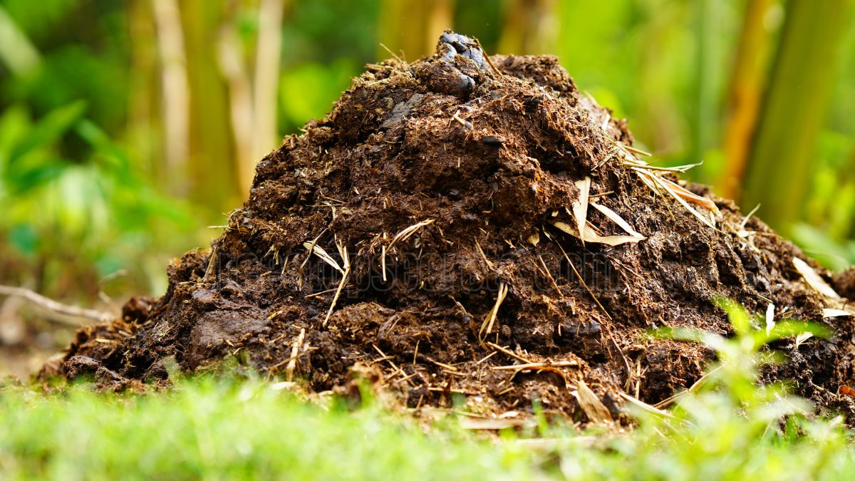 Timberline Cow Manure and Compost: Boost Your Garden Quality!