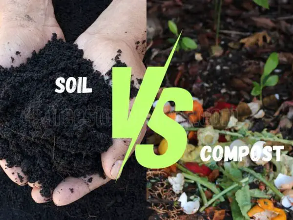 Top Soil vs Compost: Key Differences and Best Uses in Gardening