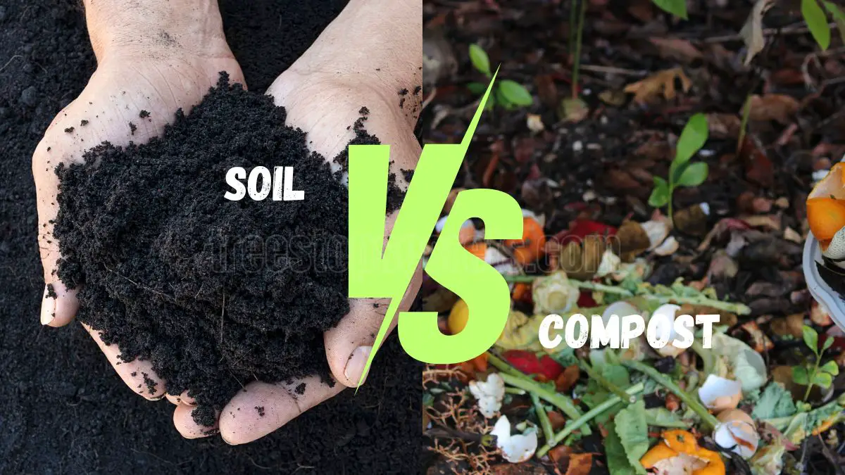 Top Soil vs Compost: Key Differences and Best Uses in Gardening