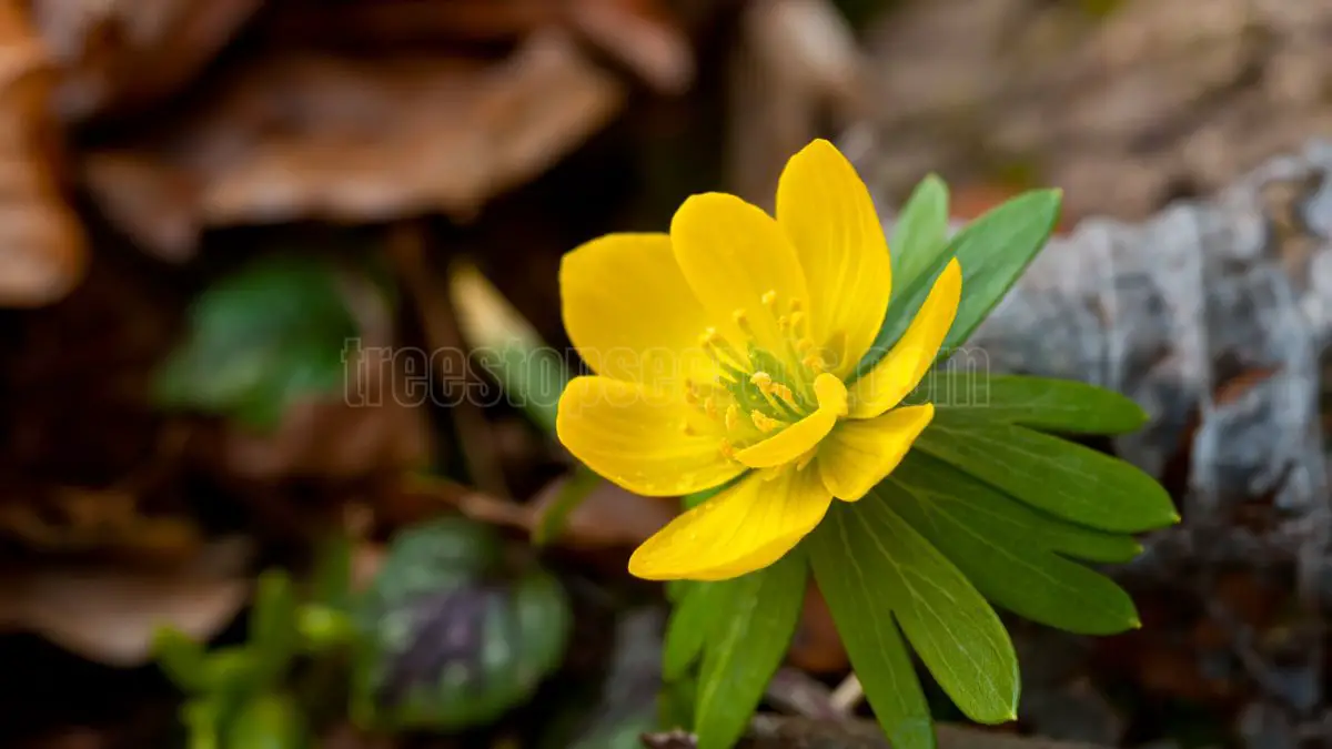 Winter aconite