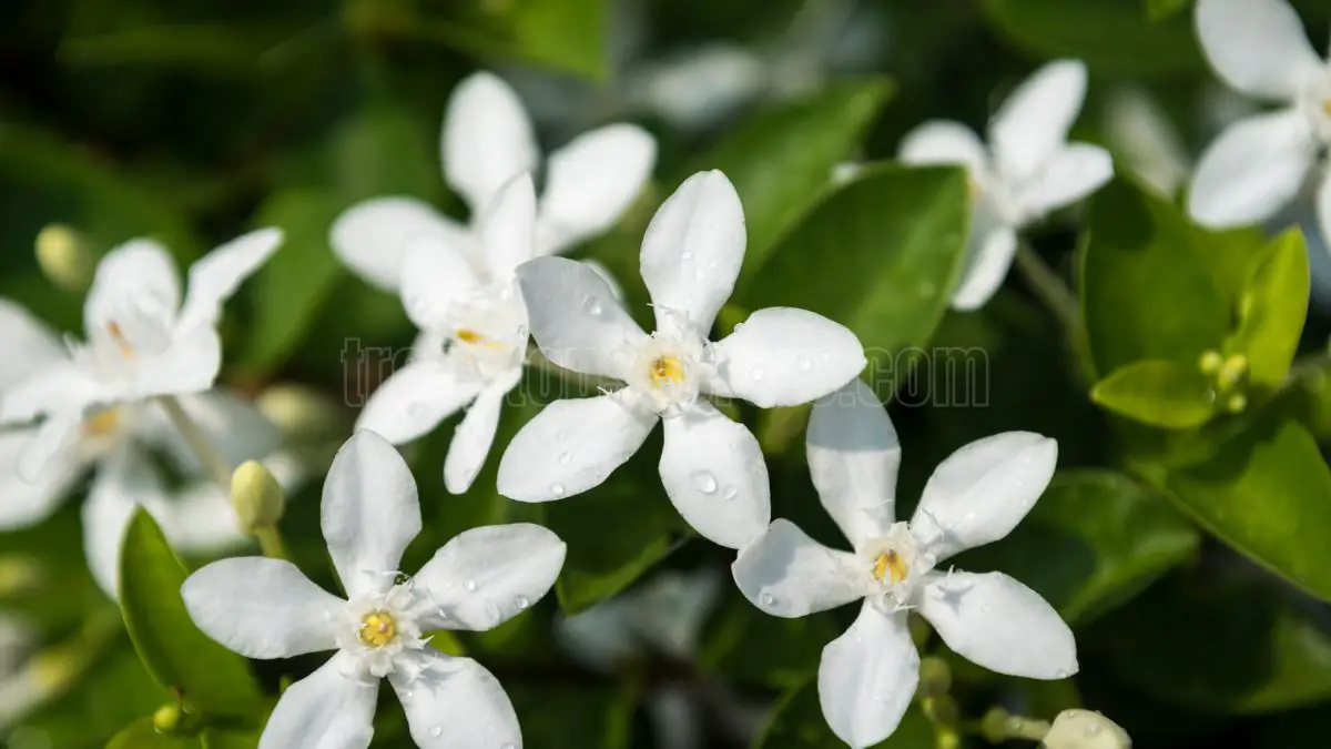 Winter jasmine