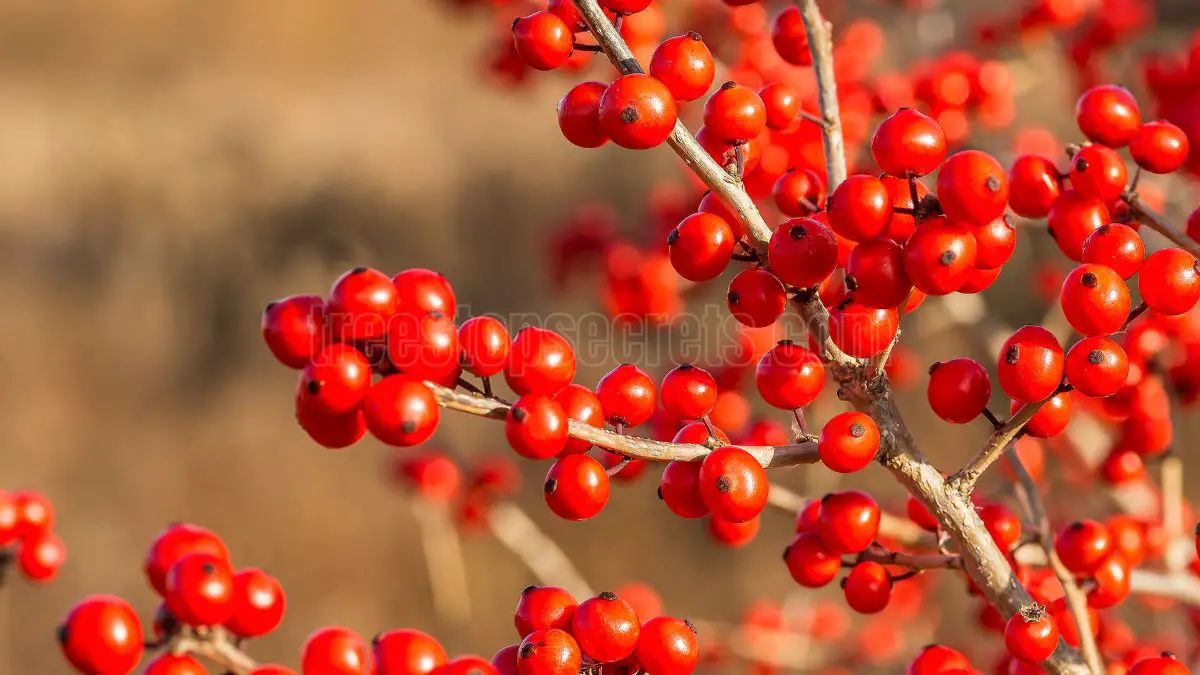 Winterberry