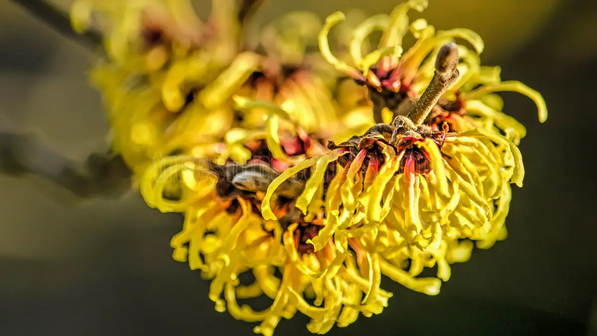 Witch hazel