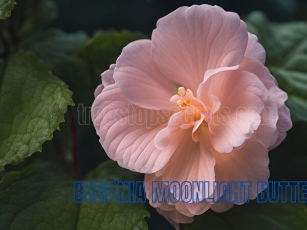 Begonia Moonlight Butterfly Plant Seeds: Growing & Care Guide