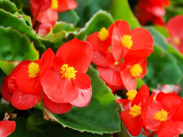 Growing Begonias: Pots vs. Ground - What You Need to Know