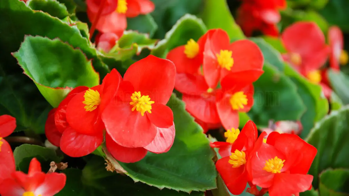 Growing Begonias: Pots vs. Ground - What You Need to Know