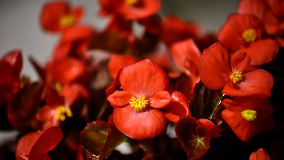 Creative Begonia Displays