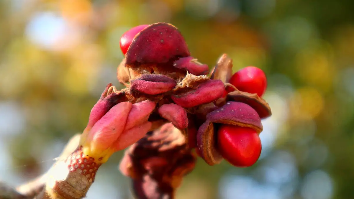 Caring for Young Magnolia Trees