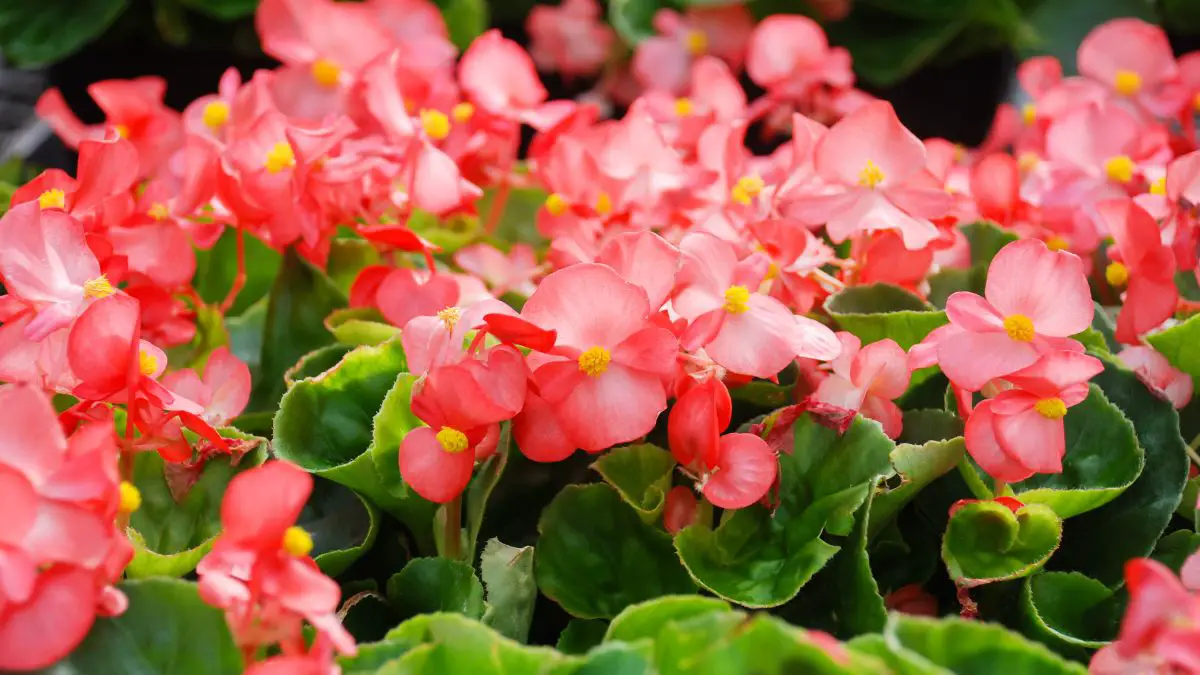 Begonias in the Ground