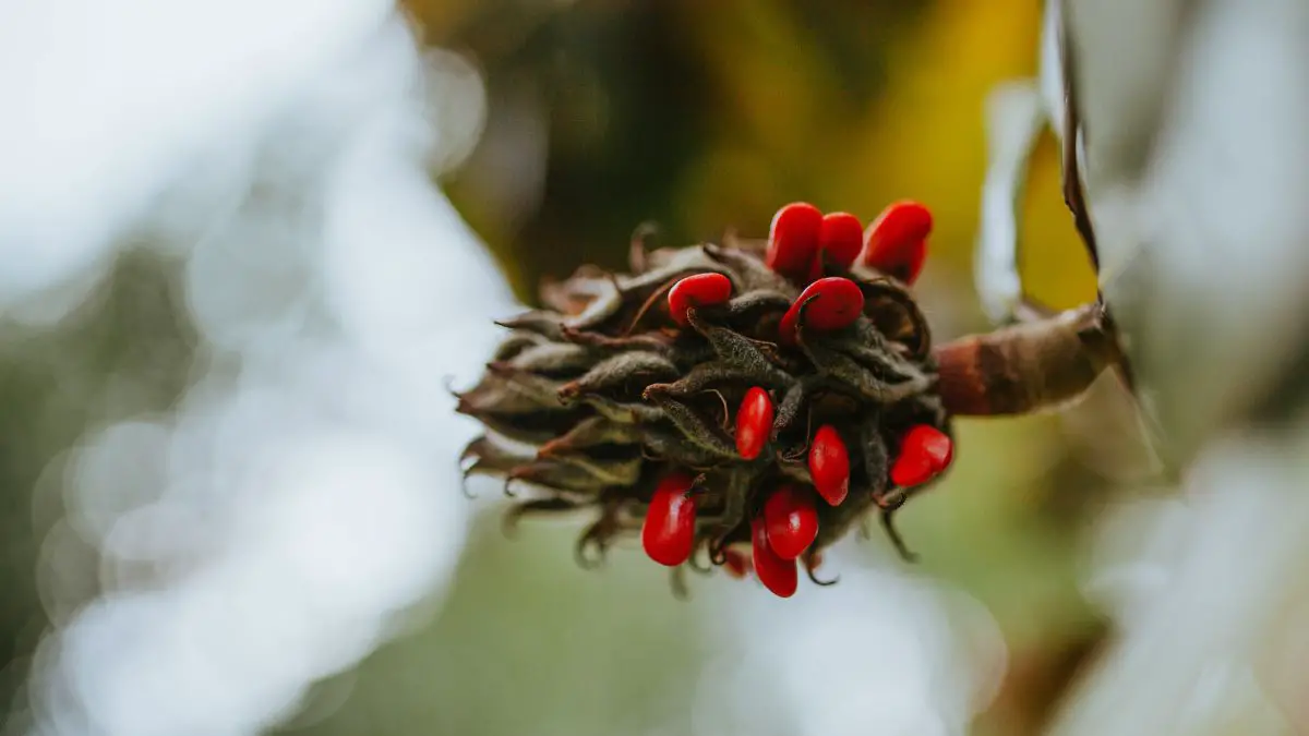 Planting Magnolia Seeds