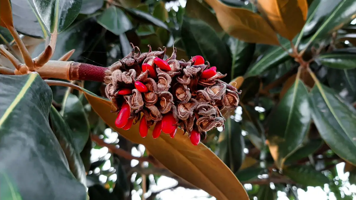 Preparing Magnolia Seeds