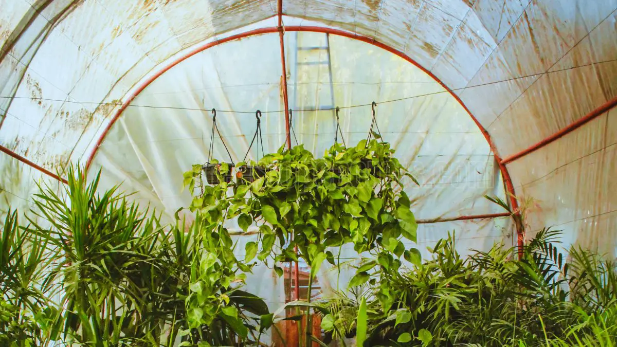 Unlocking the Greenhouse