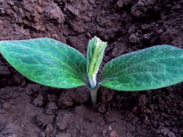 How to Save Pumpkin Seeds for Planting and Future Harvests