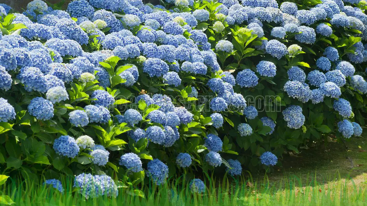 Optimal Planting Seasons of Plant Hydrangeas