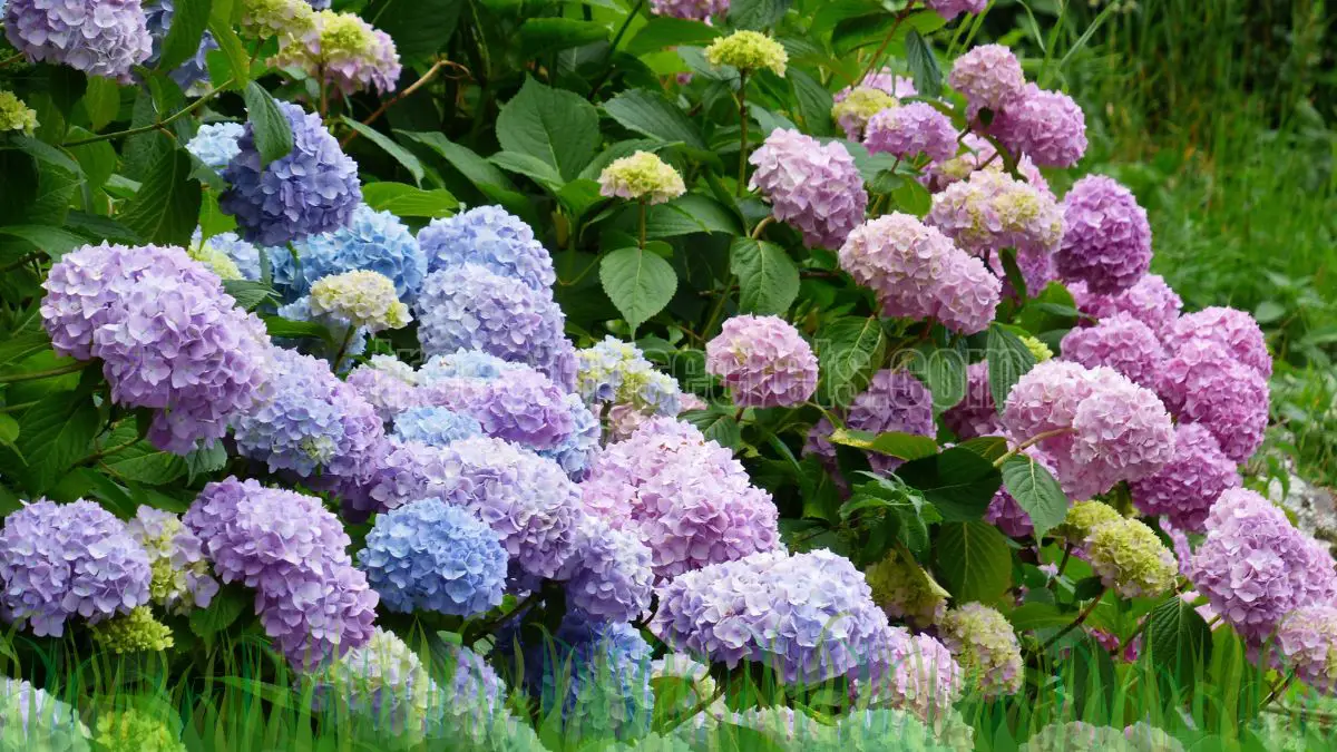 When Do Hydrangeas Bloom