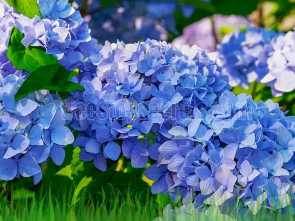 When Do Hydrangeas Bloom? Factors That Affect Their Blooming Period