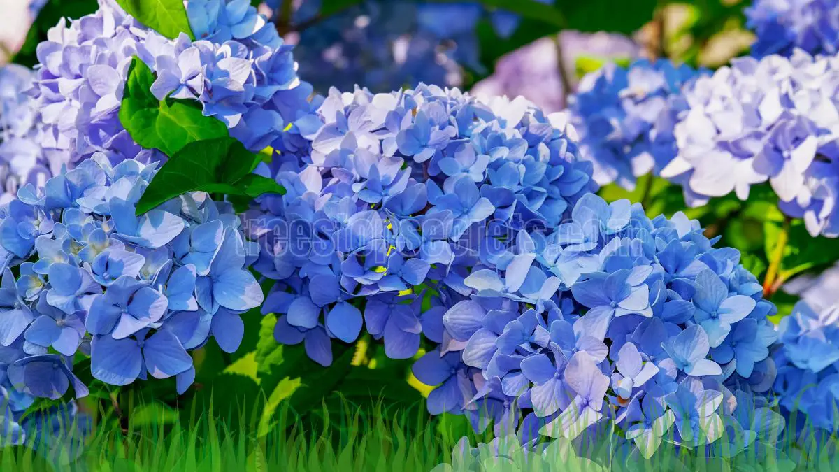 When Do Hydrangeas Bloom? Factors That Affect Their Blooming Period