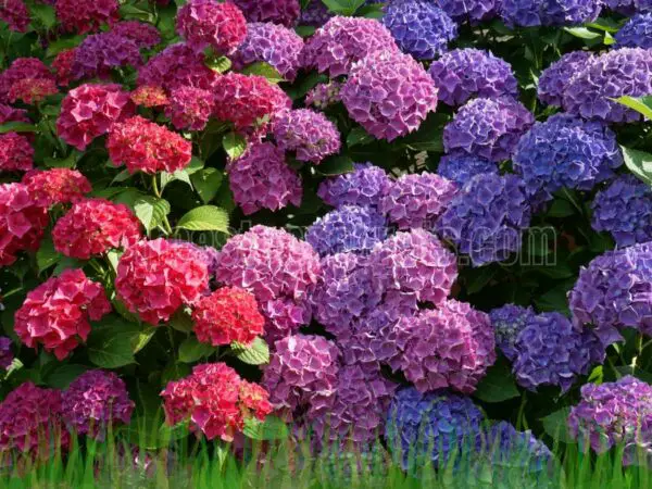 When to Plant Hydrangeas: A Complete Guide to Timing and Care