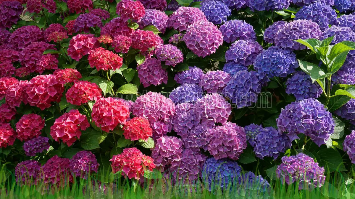 When to Plant Hydrangeas: A Complete Guide to Timing and Care