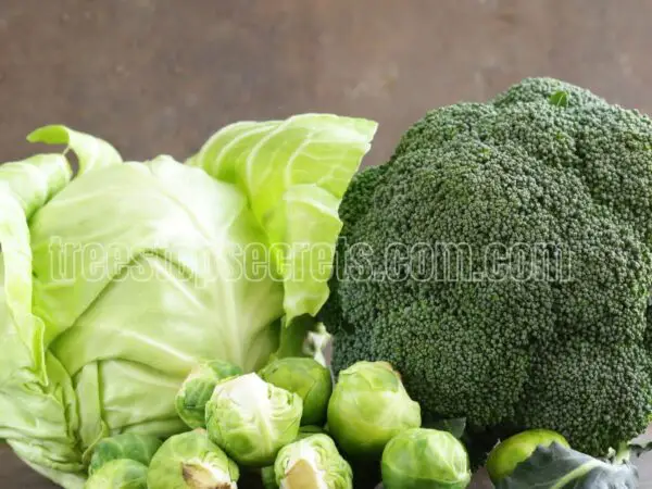 How to Grow Broccoli and Brussels Sprouts: A Step-by-Step Guide