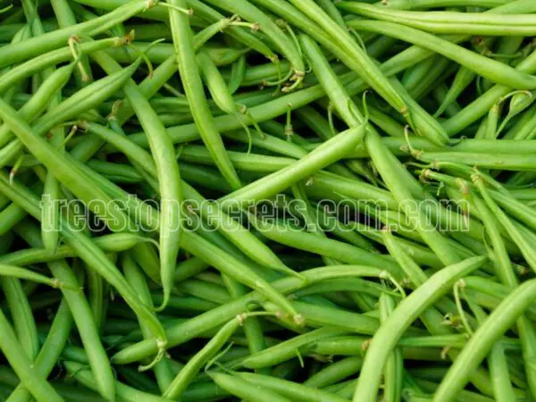 How to Plant and Care for Green Beans: A Complete Guide