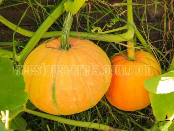 How to Plant and Grow Pumpkins: A Step-by-Step Guide