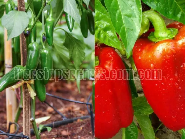 How to Grow and Care for Bell Peppers and Jalapeños?