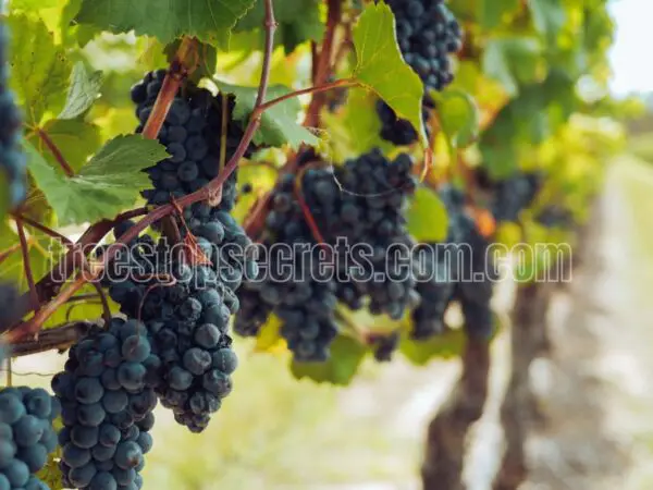 How to Grow a Grape Plant in Your Backyard?
