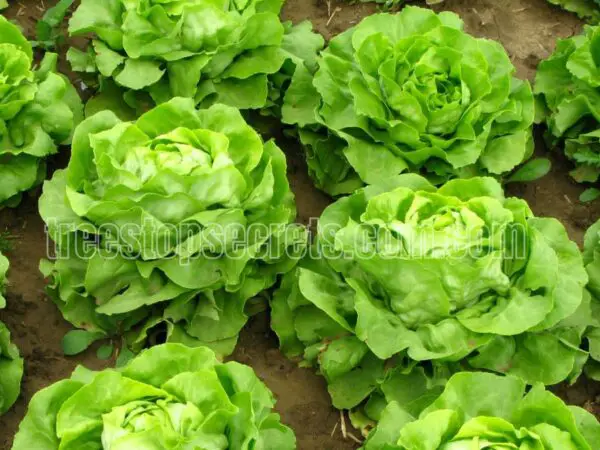 How to Grow Lettuce: Step-by-Step Instructions for Success