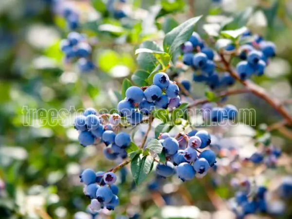 How to Grow Blueberries from Store-Bought Fruit 🍇🌱 #blueberry #gardening