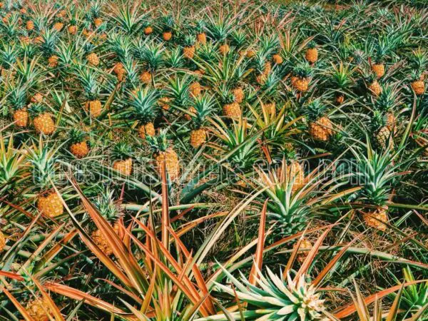 How long does it take for a pineapple to grow from planting to harvest?