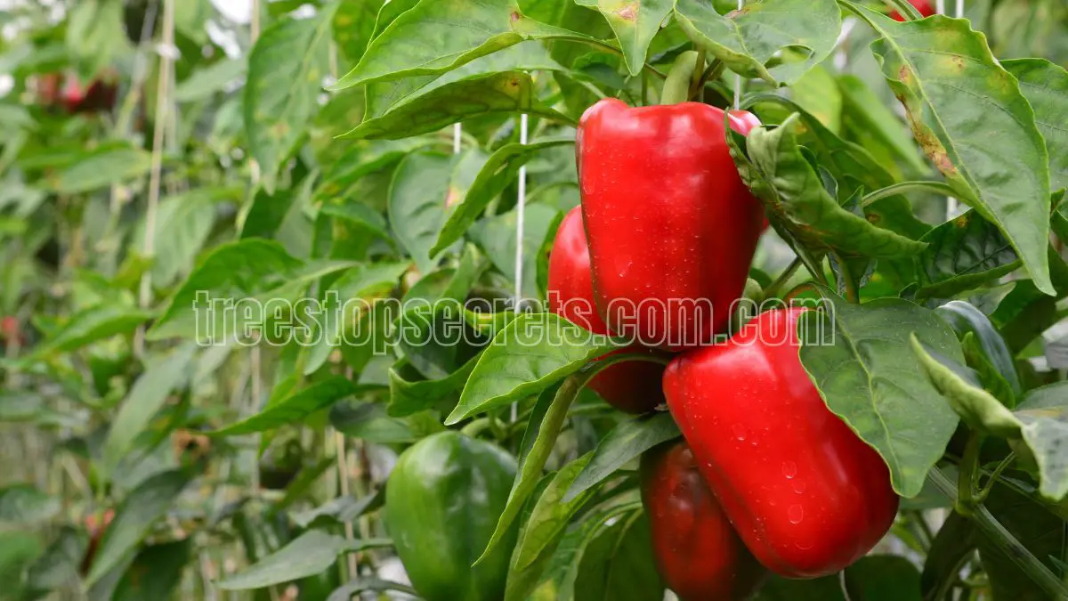 How to Grow and Care for Bell Peppers and Jalapeños? 2 how to grow sweet peppers