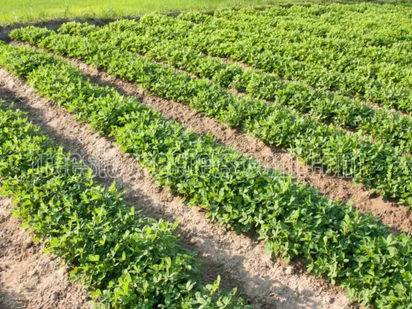 How to Plant and Grow Peanuts: A Step-by-Step Guide