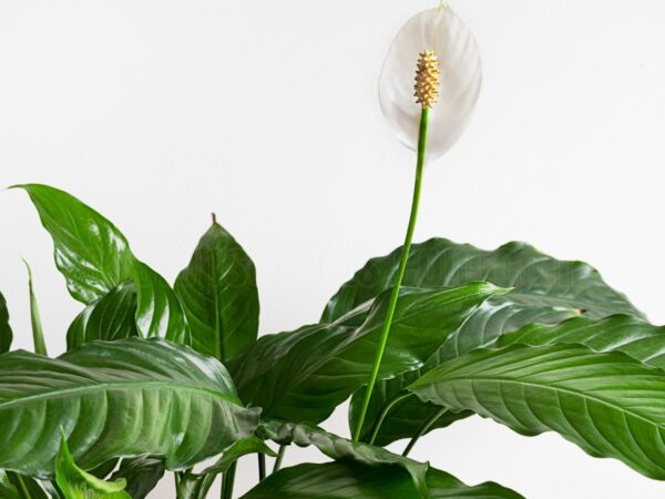 10 Health Benefits of Having a Spathiphyllum in Your Home