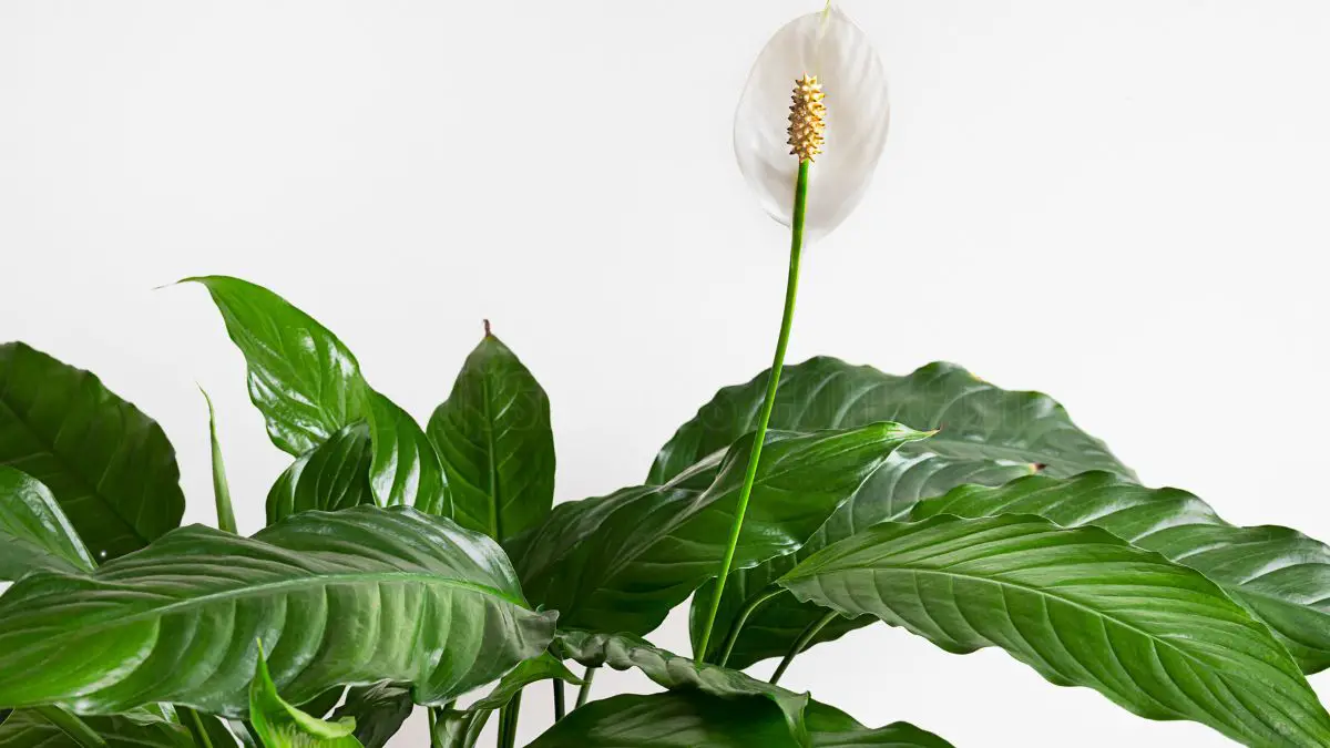 10 Health Benefits of Having a Spathiphyllum in Your Home
