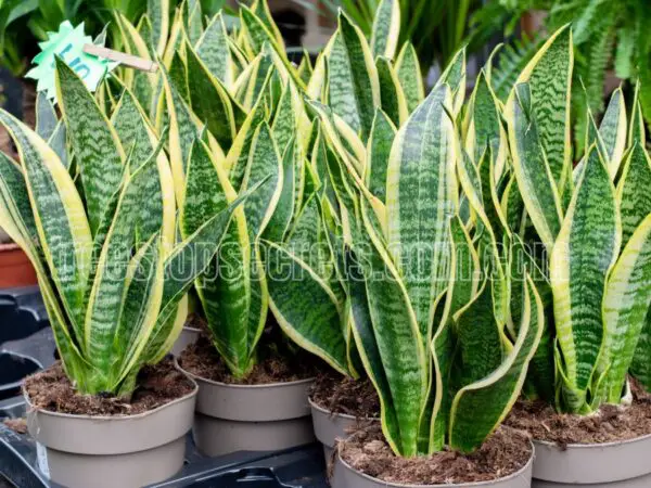 10 Incredible Benefits of Snake Plants for Your Home
