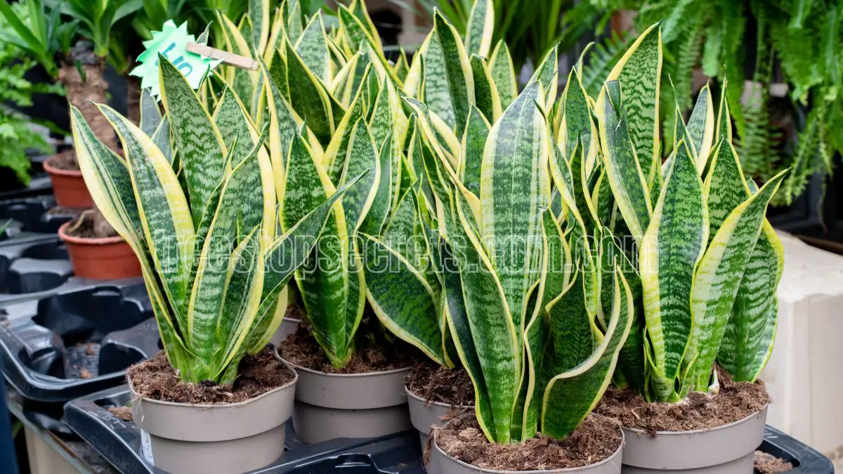 10 Incredible Benefits of Snake Plants for Your Home