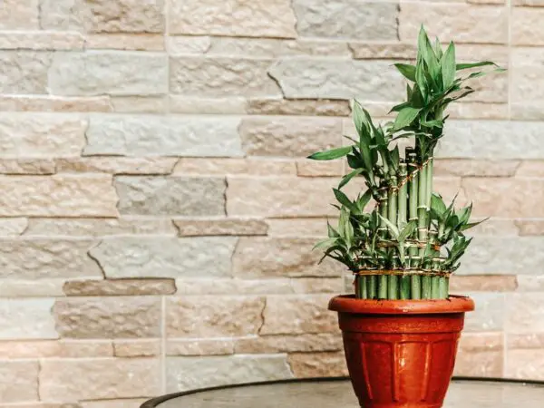 7 Benefits of Incorporating Lucky Bamboo into Your Home Decor