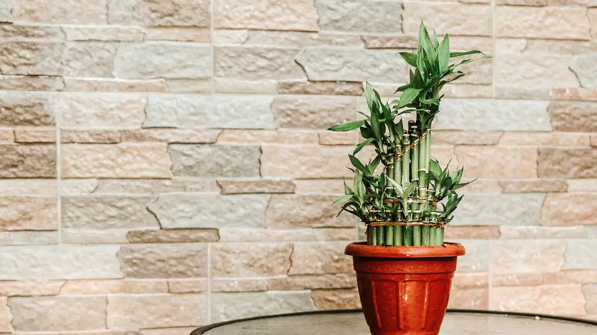 7 Benefits of Incorporating Lucky Bamboo into Your Home Decor
