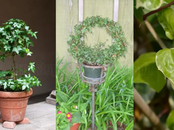 Algerian Ivy Topiary Care: Essential Tips for Indoor Growth