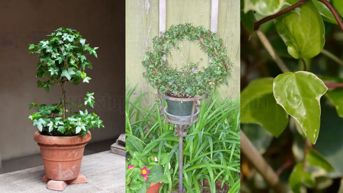 Algerian Ivy Topiary Care: Essential Tips for Indoor Growth