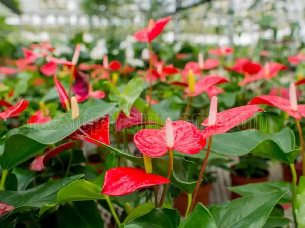 Anthurium Plant Care: Essential Tips for Growing and Maintaining Your Anthurium